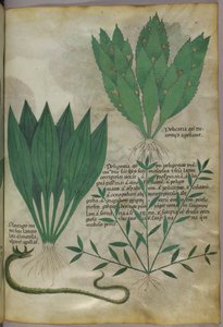 Plants with large broad leaves and a snake, c.1440