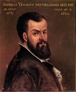 Portrait of Andreas Vesalius (1514-1564), Anatomist and Doctor of Charles V (16th Century) by Italian School