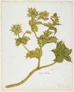 Sea Holly (Eringium Maritimum)