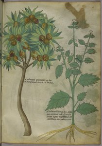 Tractatus de Herbis, c.1440