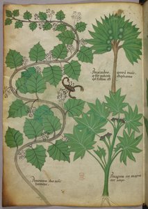 Botanical Illustration