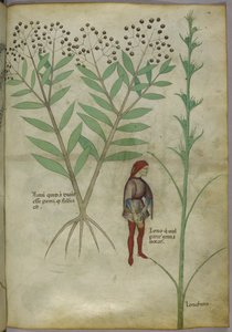 Sloane 4016 f.54 Man urinating into a pot, from 