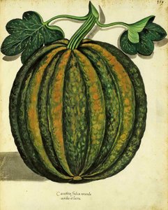 Squash by Ulisse Aldrovandi, Plate Published in Piante Fiori Frutti by Italian School