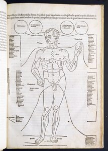 The Male Anatomy, from Fascilulus Medicinae by Johannes de Ketham by Italian School