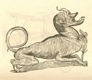 Illustration of Canis monstroso capite from Aldrovandi