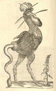 Illustration of Gallus monstrosus from Aldrovandi
