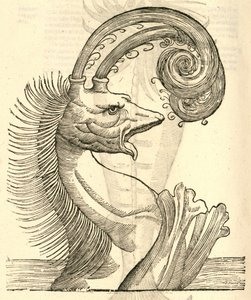 Illustration of Pseudophyseter from Aldrovandi