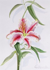 Lily, 1998