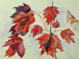 No.24 Autumn Maple Leaves