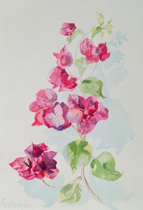 No.2 Bougainvillea Red