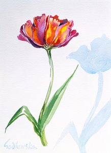 Tulip, 1998