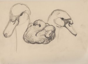 Swan and heads of swans