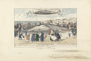 Sperm Whale Stranded at Egmond aan Zee, 1764