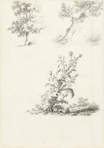 Two Studies of a Tree and a Thistle