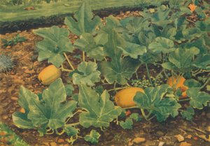 Vegetable Marrows, 1947