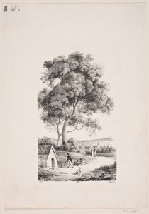 Walking on a Road, Tall Trees to the Left