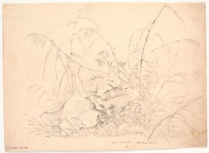 Plant Study. Reeds and Docks by J.P. Møller