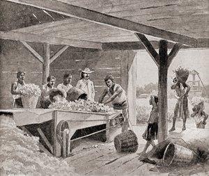 Slaves Working with a 19th Century Cotton Gin on a Plantation in a Southern State of the United States of America, from The History of Our Country, Published 1905