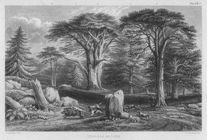 Coniferae or Pines