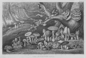 Fungi or Mushroom Plants