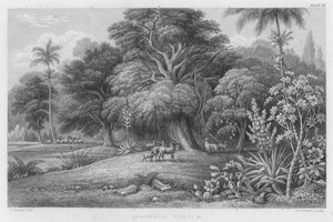 Ornamental Plants etc
