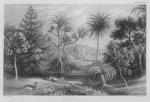 Palms, Pines etc by J. (after) Stewart