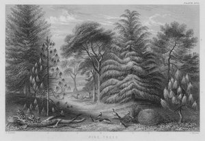 Pine Trees