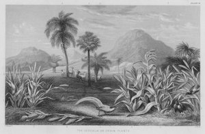 The Cerealia or Grain Plants