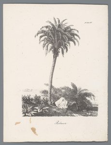 Palm Tree (Studies of Trees) by J. Bernard