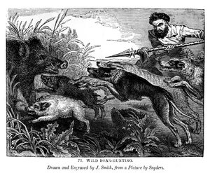 Wild Boar Hunting