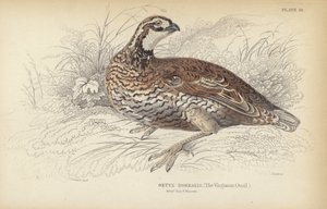 The Virginian Quail by J. Stewart