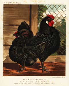 Black frizzled fowl, cock and hen