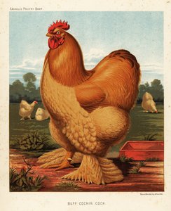 Buff Cochin Cock