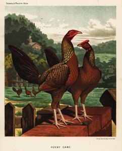 Henny or Hennie Game Birds by J. W. (after) Ludlow