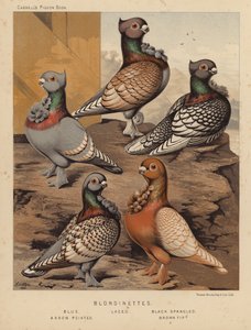 Pigeons: Blondinettes, Blue, Laced, Black Spangled, Arrow Pointed, Brown Tipped