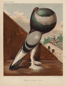 Pigeons: Blue Pouter Cock by J. W. (after) Ludlow