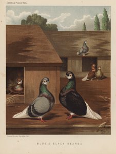 Pigeons: Blue and Black Beards by J. W. (after) Ludlow