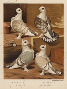 Pigeons: Brunette; Satinette; Bluette; Silverette by J. W. (after) Ludlow