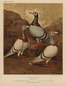 Pigeons: Dragoons, Blue, Silver, Brown Bar, Silver, Black Bar, Birmingham Fancy by J. W. (after) Ludlow