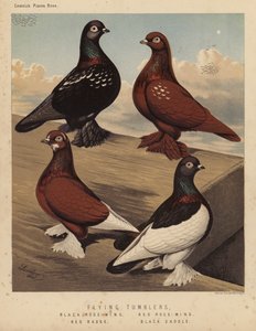 Pigeons: Flying Tumblers, Black Rose-Wing, Red Rose-Wing, Red Badge, Black Saddle by J. W. (after) Ludlow