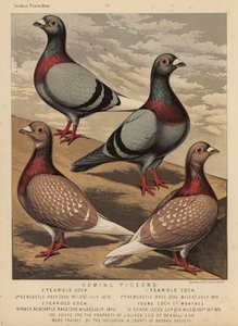 Pigeons: Homing Pigeons by J. W. (after) Ludlow