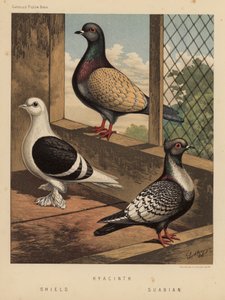 Pigeons: Hyacinth; Shield; Suabian by J. W. (after) Ludlow
