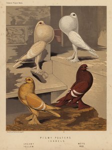 Pigeons: Pigmy Pouters; Isabels, Creamy, White, Yellow, Red by J. W. (after) Ludlow