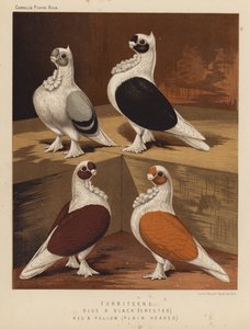 Pigeons: Turbiteens, Blue and Black, Crested, Red and Yellow, Plain Headed by J. W. (after) Ludlow