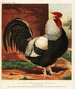 Rose-Combed Dorking Cock