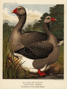 Toulouse geese with dewlap, cock and hen