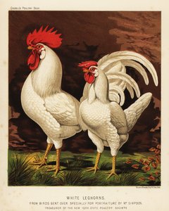 White Leghorns or Livorno Cock and Hen