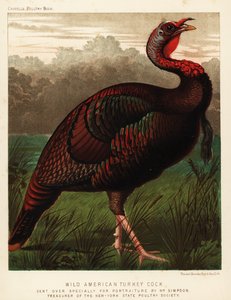 Wild American Turkey Cock, Meleagris Gallopavo by J. W. (after) Ludlow