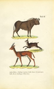 African Wildlife