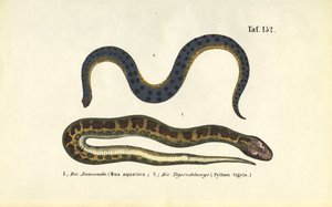 Anaconda and Indian Python